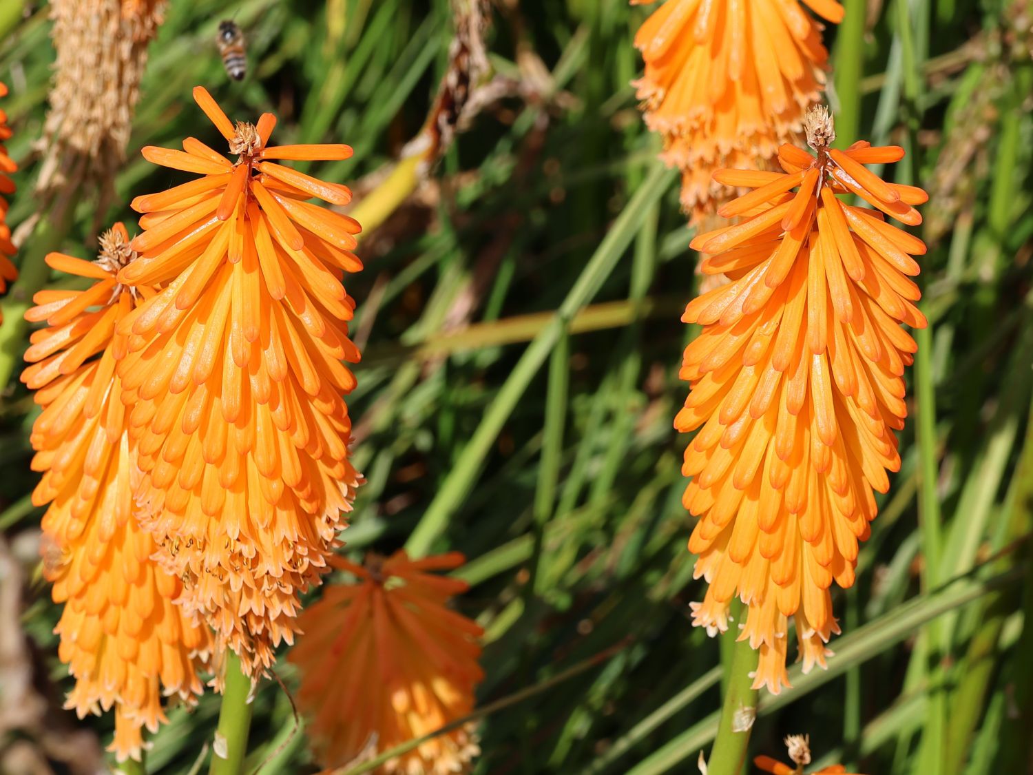 Fackellilie 'Mango Popsicle' ® - Kniphofia uvaria 'Mango Popsicle' ®