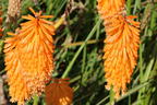 Fackellilie 'Mango Popsicle' ® - Kniphofia uvaria 'Mango Popsicle' ®