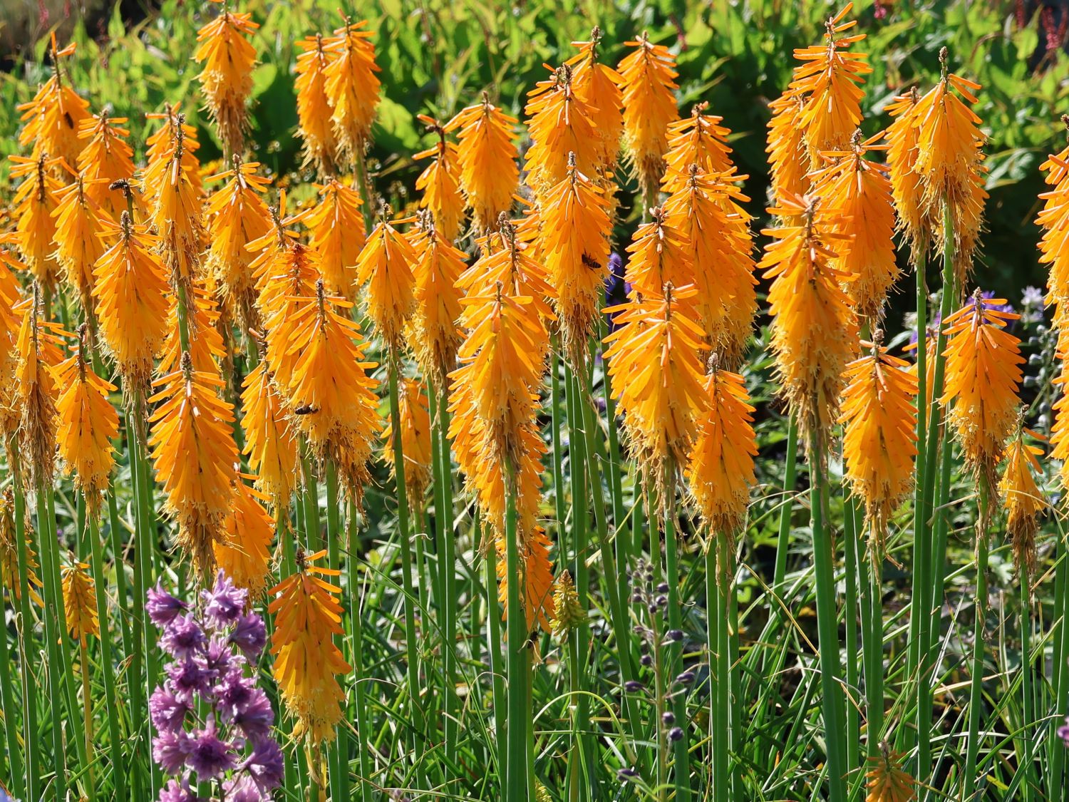 Fackellilie 'Mango Popsicle' ® - Kniphofia uvaria 'Mango Popsicle' ®