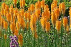 Fackellilie 'Mango Popsicle' ® - Kniphofia uvaria 'Mango Popsicle' ®