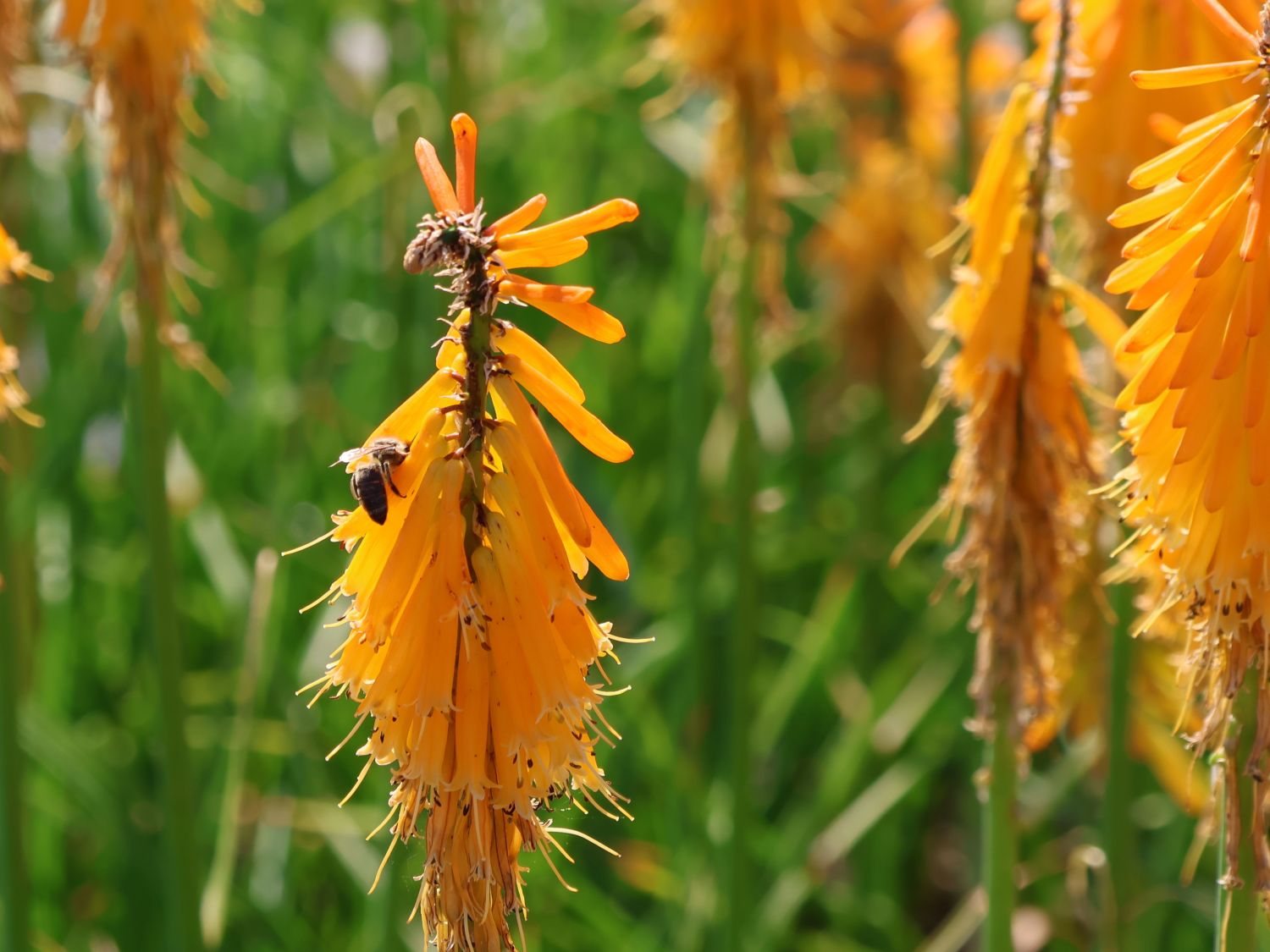 Fackellilie 'Mango Popsicle' ® - Kniphofia uvaria 'Mango Popsicle' ®