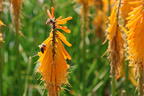 Fackellilie 'Mango Popsicle' ® - Kniphofia uvaria 'Mango Popsicle' ®