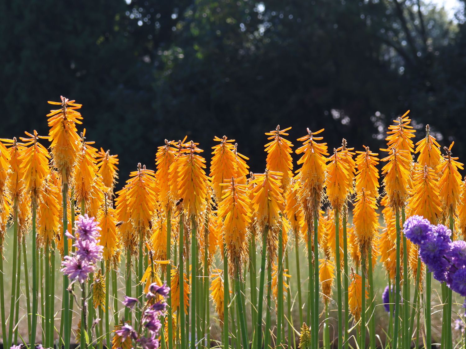 Fackellilie 'Mango Popsicle' ® - Kniphofia uvaria 'Mango Popsicle' ®