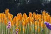 Fackellilie 'Mango Popsicle' ® - Kniphofia uvaria 'Mango Popsicle' ®