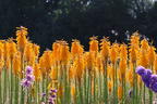 Fackellilie 'Mango Popsicle' ® - Kniphofia uvaria 'Mango Popsicle' ®
