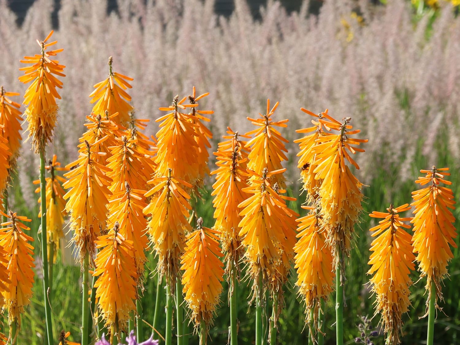 Fackellilie 'Mango Popsicle' ® - Kniphofia uvaria 'Mango Popsicle' ®