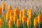 Fackellilie 'Mango Popsicle' ® - Kniphofia uvaria 'Mango Popsicle' ®