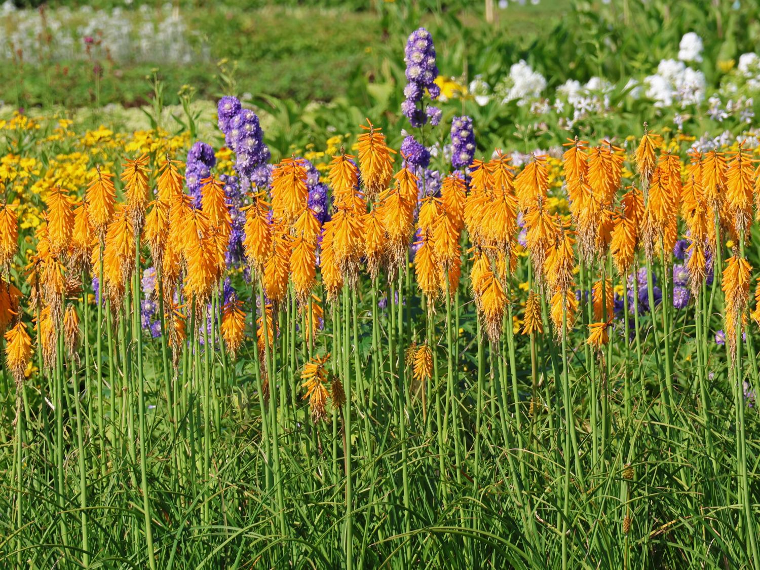Fackellilie 'Mango Popsicle' ® - Kniphofia uvaria 'Mango Popsicle' ®