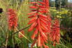 Fackellilie 'Nancy's Red' - Kniphofia uvaria 'Nancy's Red'