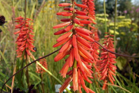 Fackellilie 'Nancy's Red' - Kniphofia uvaria 'Nancy's Red'