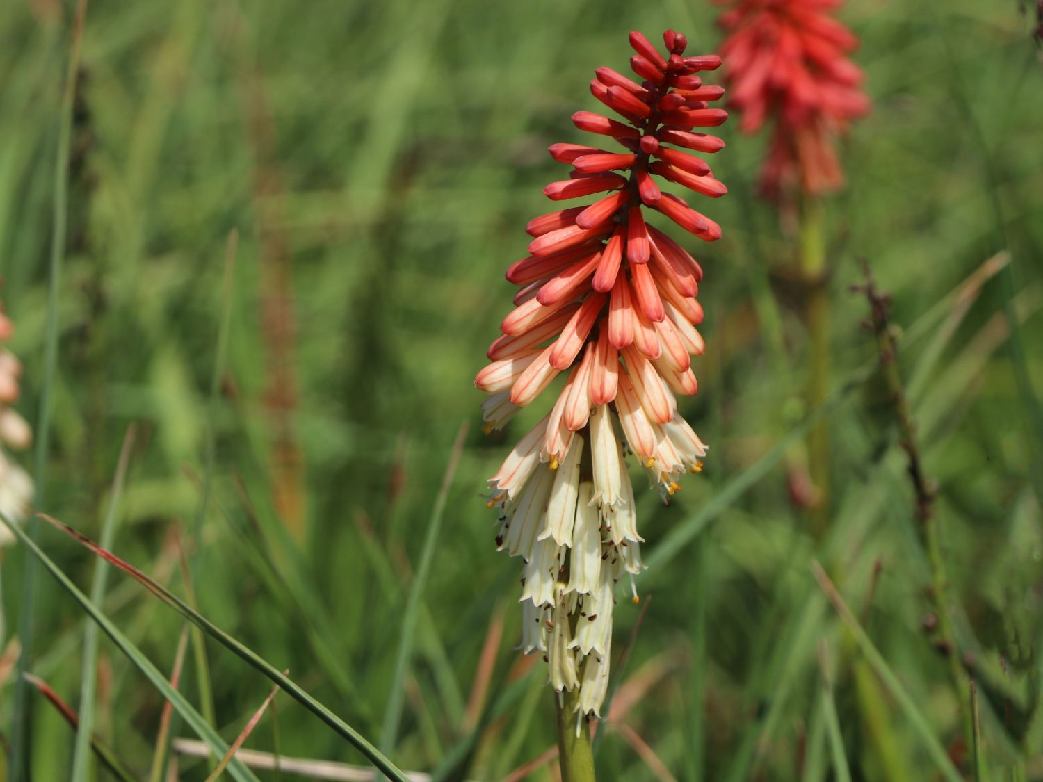 Fackellilie 'Orange Vanilla Popsicle ®'