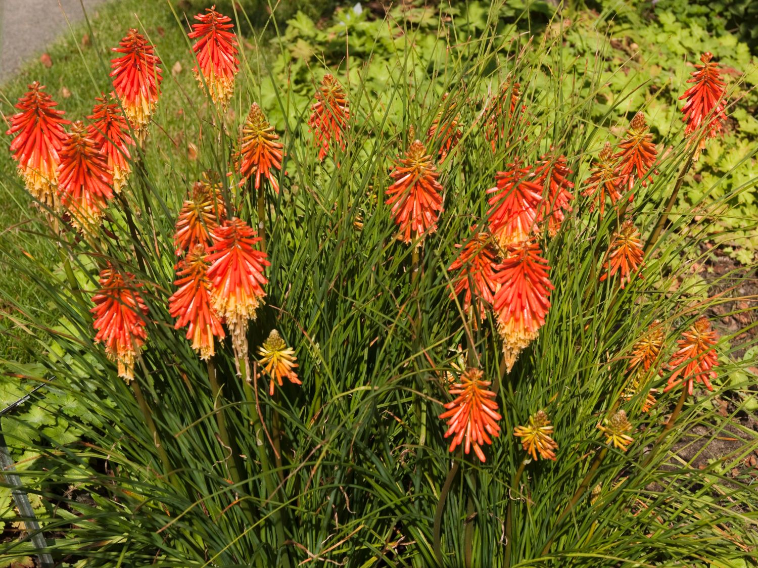 Fackellilien (Kniphofia)