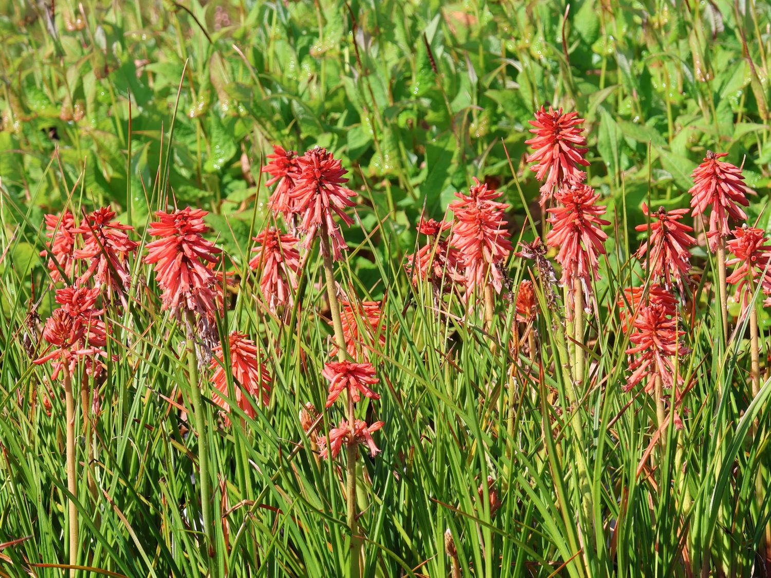 Fackellilie 'Poco Red'