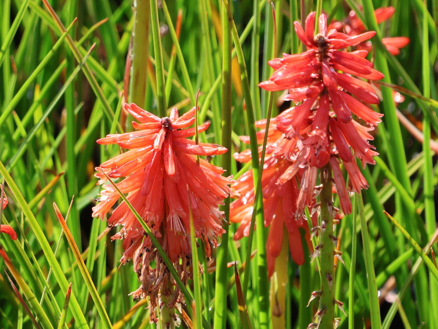 Fackellilie 'Poco Red' - Kniphofia uvaria 'Poco Red'