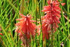 Fackellilie 'Poco Red' - Kniphofia uvaria 'Poco Red'