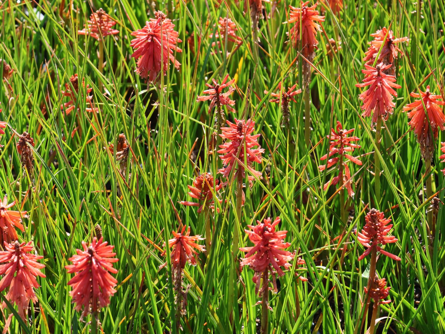 Fackellilie 'Poco Red' - Kniphofia uvaria 'Poco Red'