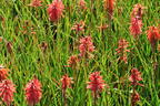 Fackellilie 'Poco Red' - Kniphofia uvaria 'Poco Red'
