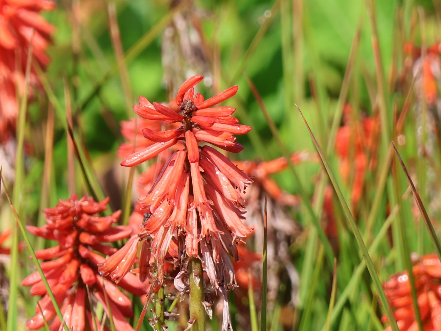 Fackellilie 'Poco Red' - Kniphofia uvaria 'Poco Red'