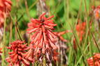 Fackellilie 'Poco Red' - Kniphofia uvaria 'Poco Red'