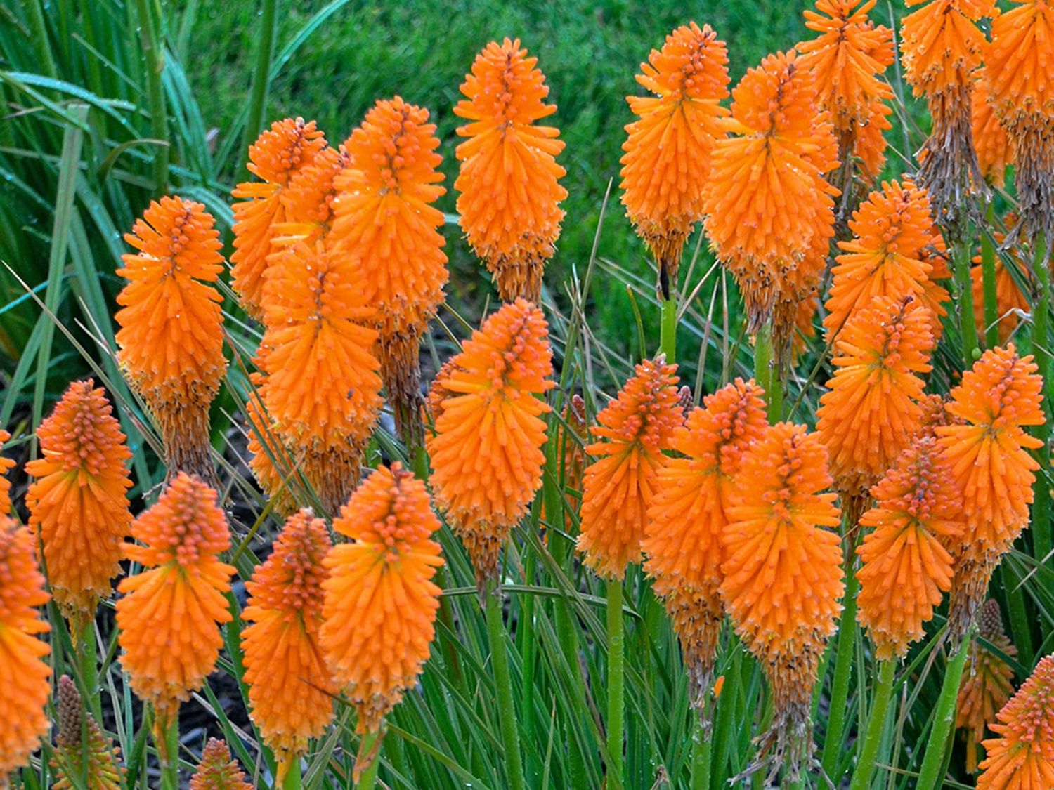 Fackellilie Pyromania 'Orange Blaze'