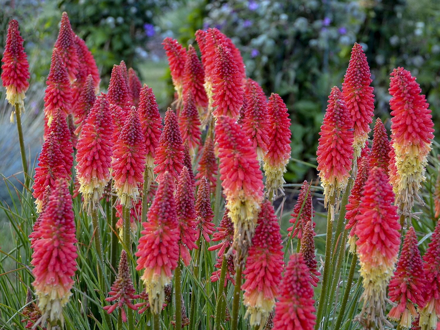 Fackellilie Pyromania 'Rocket's Red Glare'