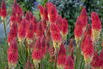 Fackellilie Pyromania 'Rocket's Red Glare' - Kniphofia Pyromania 'Rocket's Red Glare'