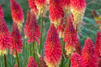 Fackellilie Pyromania 'Rocket's Red Glare' - Kniphofia Pyromania 'Rocket's Red Glare'