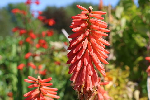 Fackellilie 'Red Hot Popsicle' ® - Kniphofia uvaria 'Red Hot Popsicle' ®