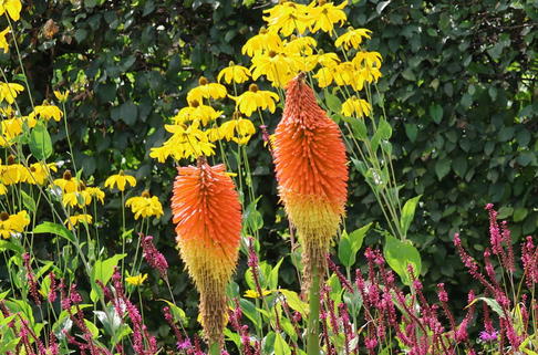 Fackellilie 'Royal Castle' - Kniphofia uvaria 'Royal Castle'