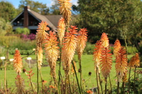 Fackellilie 'Safranvogel' - Kniphofia uvaria 'Safranvogel'