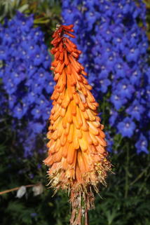 Fackellilie 'Vincent Lepage' - Kniphofia uvaria 'Vincent Lepage'