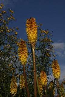 Fackellilie 'Wrexham Buttercup' - Kniphofia uvaria 'Wrexham Buttercup'