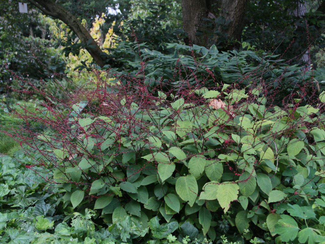 Faden-Knöterich - Persicaria filiformis