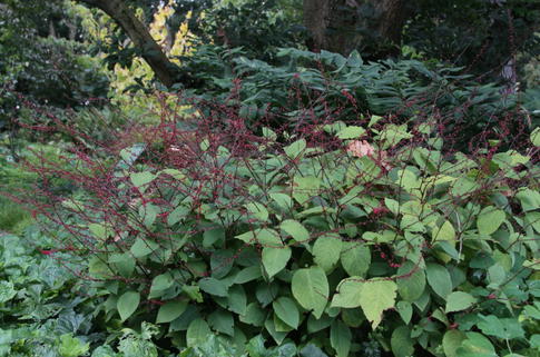 Faden-Knöterich - Persicaria filiformis