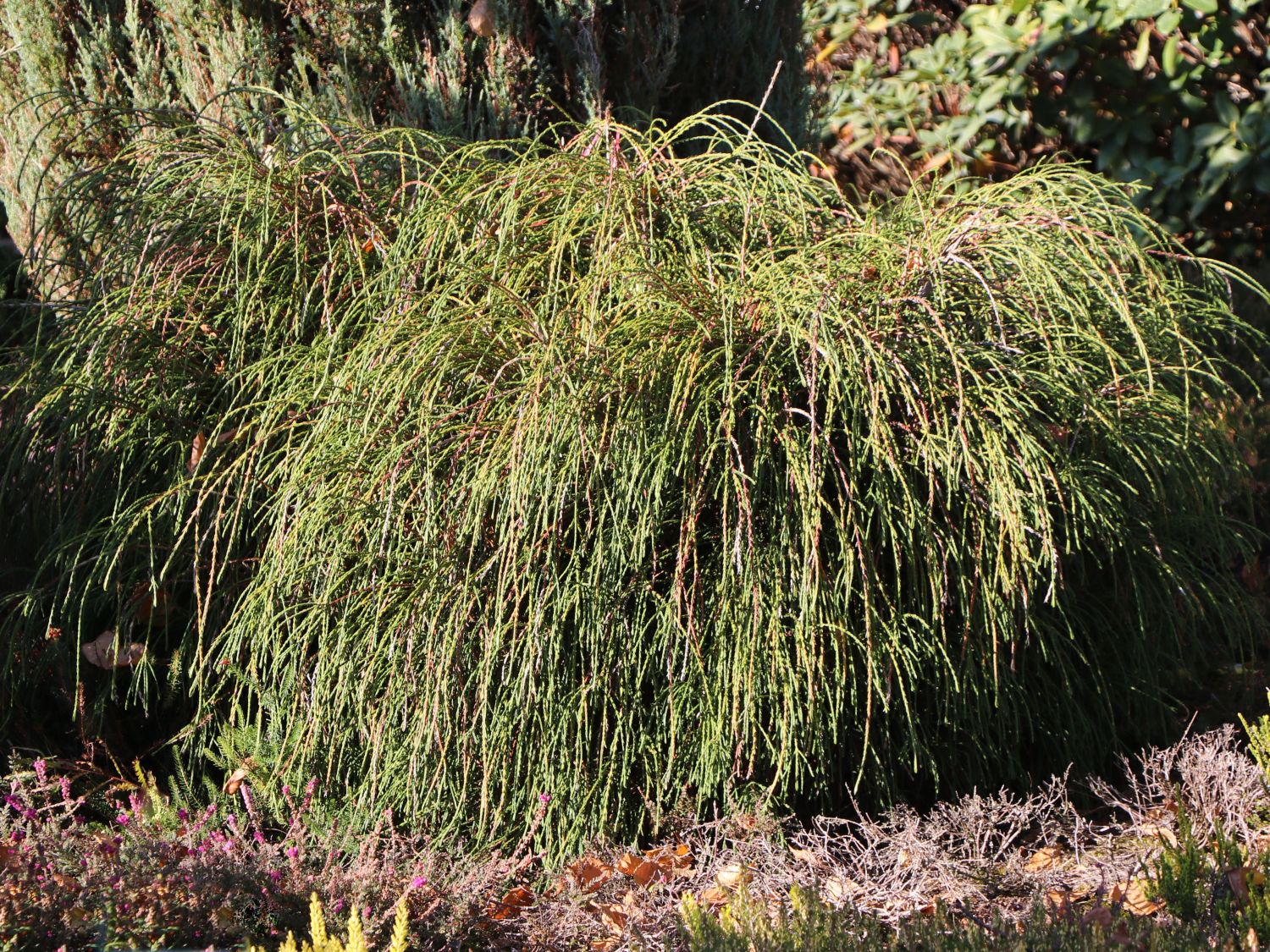 Faden-Lebensbaum 'Whipcord'