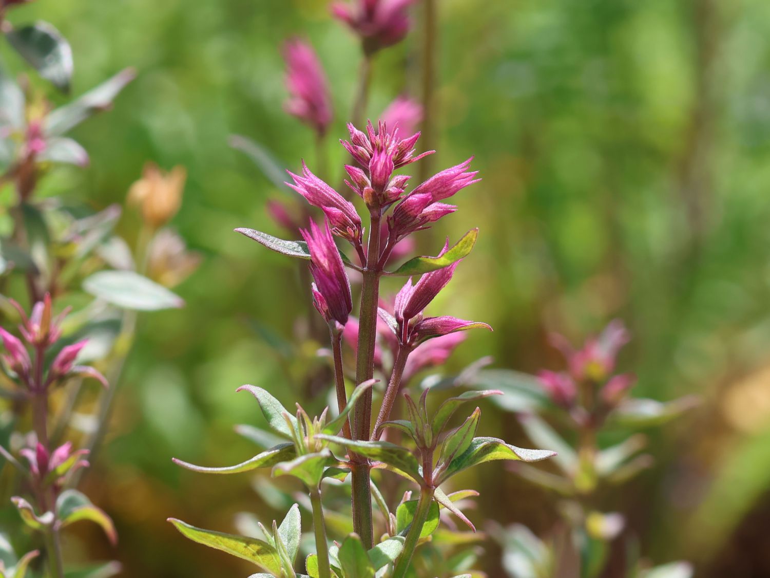 Fadenblatt-Riesen-Ysop 'Rosie Posie'