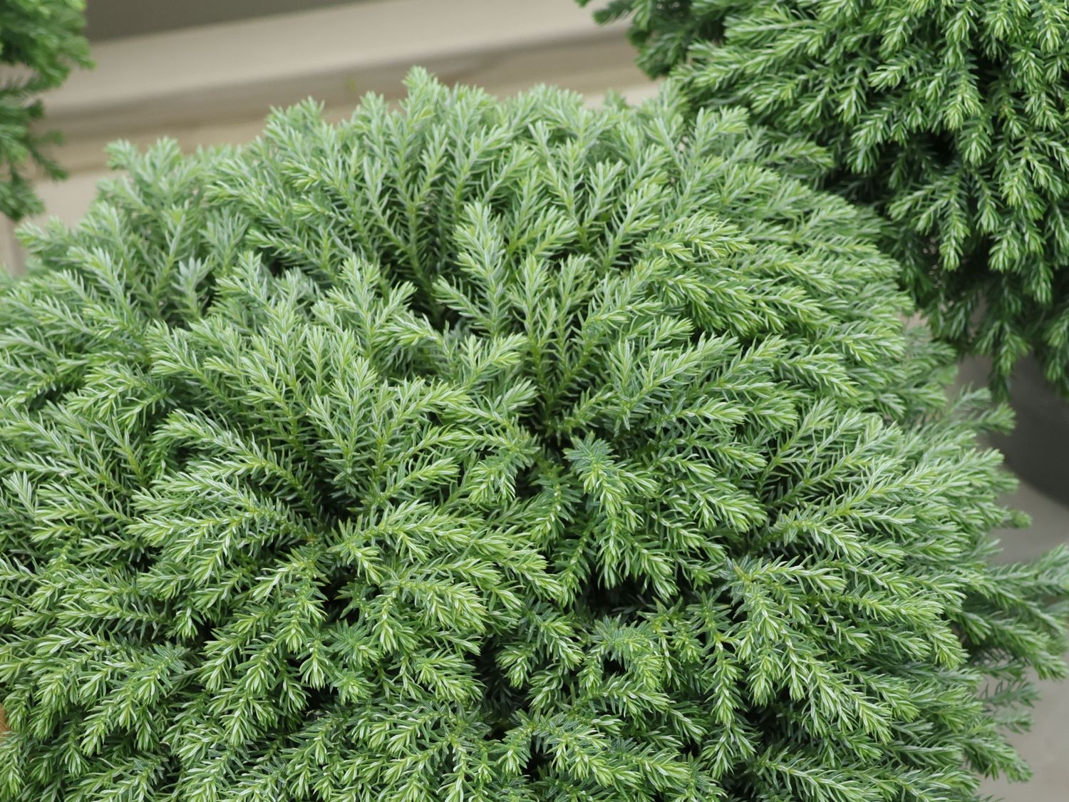 Fadenzypresse 'MINTA' ®