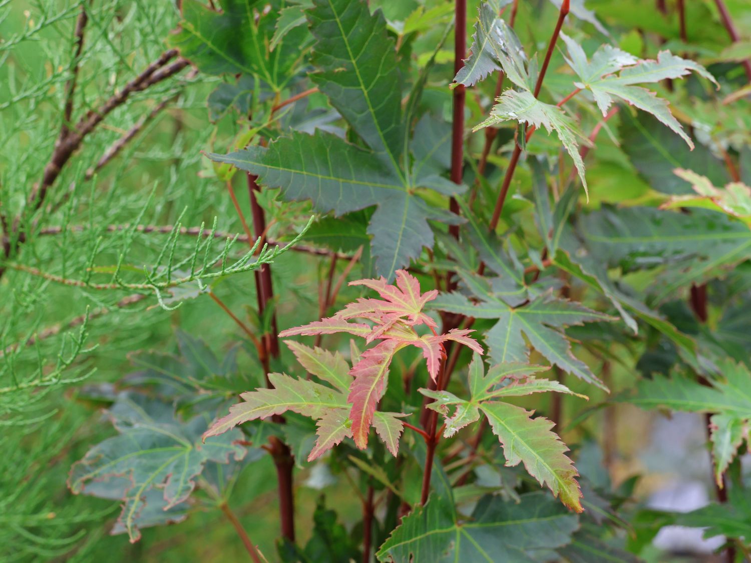 Fächer-Ahorn 'Brown Sugar'