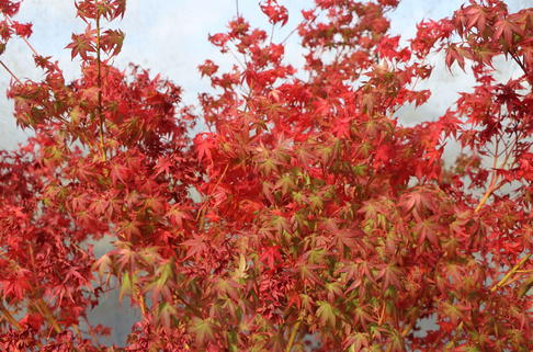 Fächer-Ahorn 'Katsura' - Acer palmatum 'Katsura'