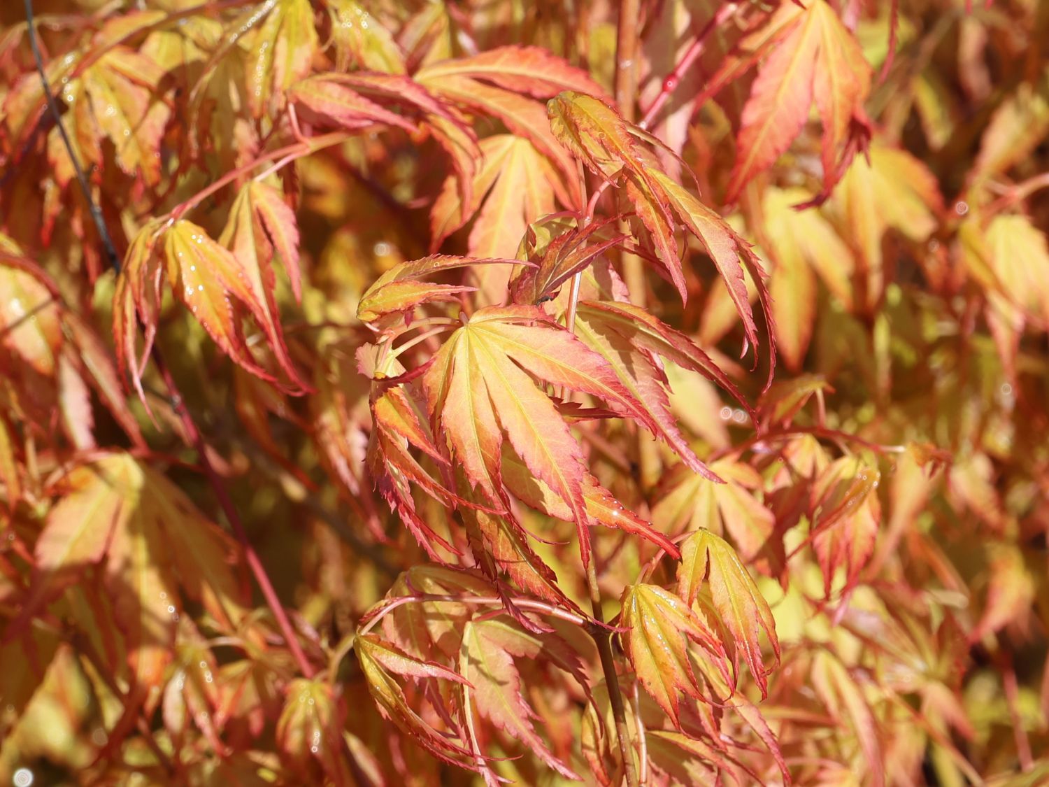 Fächer-Ahorn 'Katsura' - Acer palmatum 'Katsura'