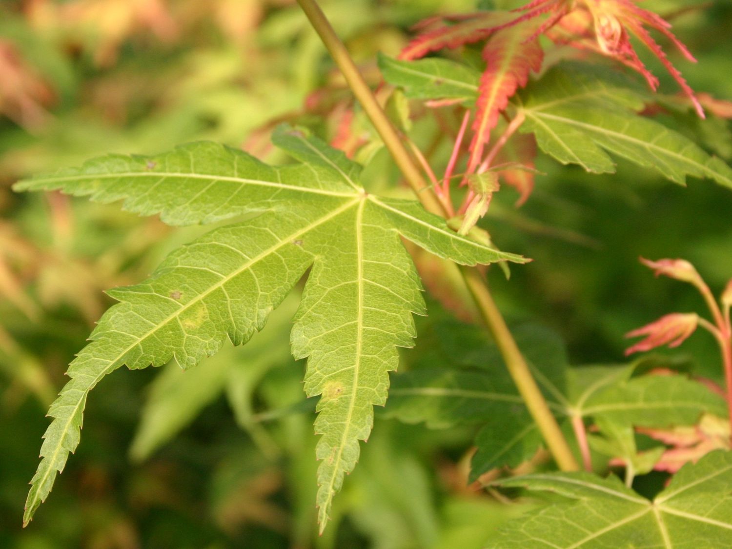 Fächer-Ahorn 'Katsura' - Acer palmatum 'Katsura'