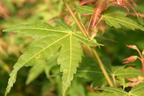 Fächer-Ahorn 'Katsura' - Acer palmatum 'Katsura'