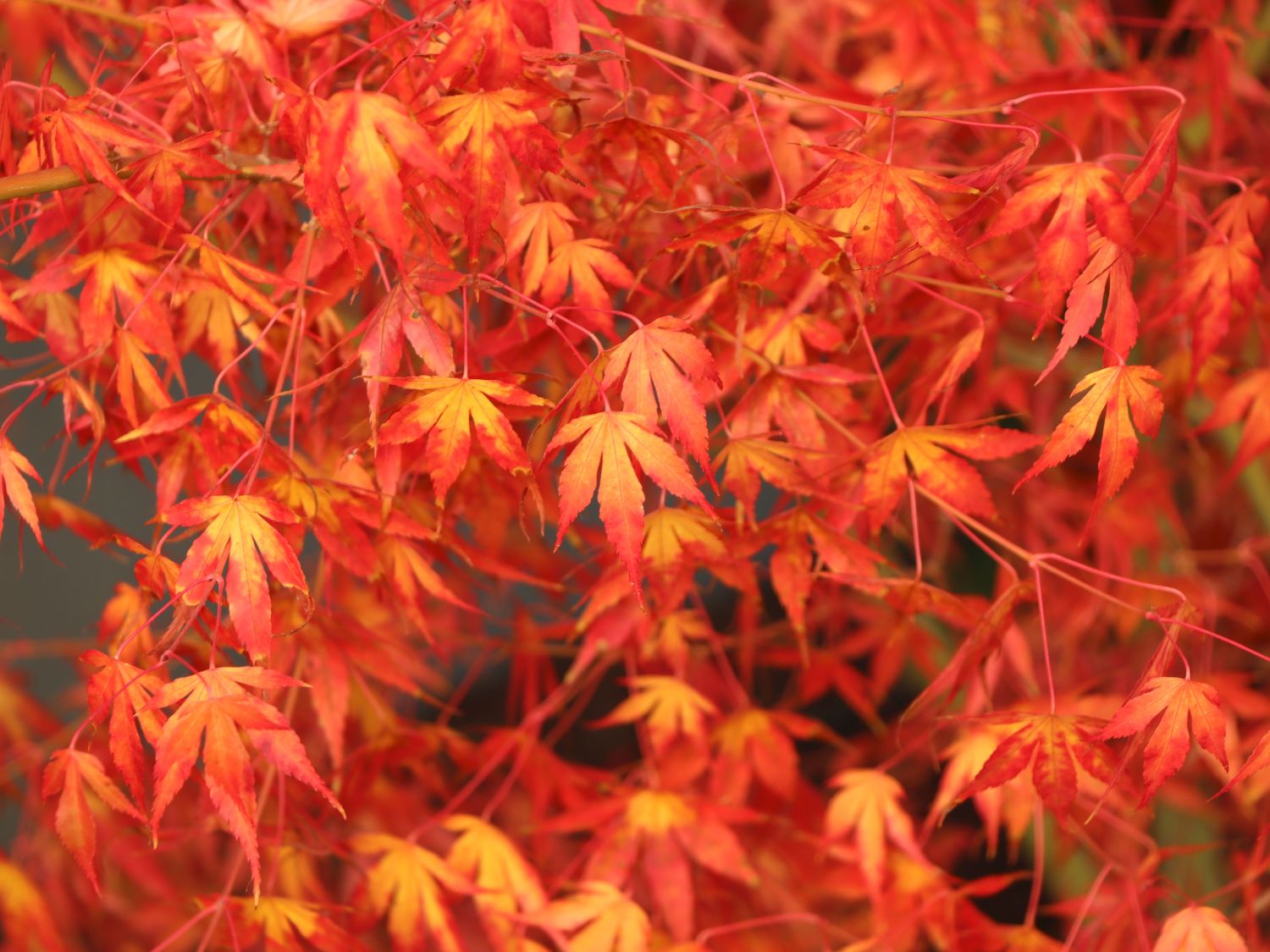 Fächer-Ahorn 'Katsura' - Acer palmatum 'Katsura'