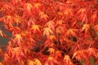 Fächer-Ahorn 'Katsura' - Acer palmatum 'Katsura'