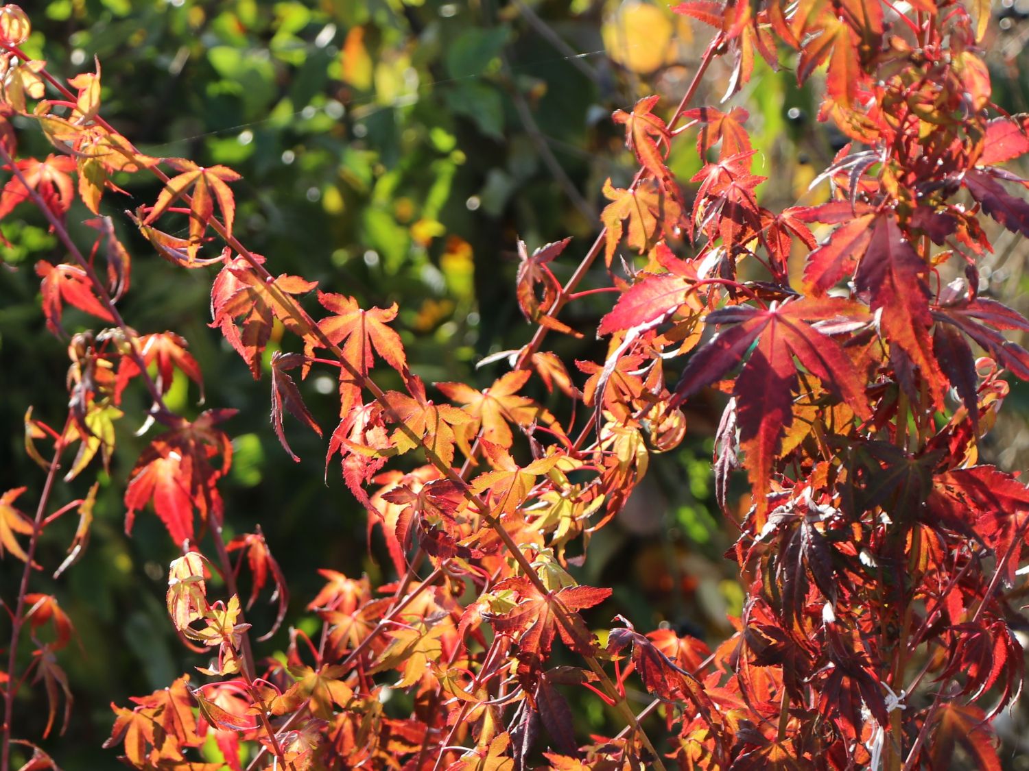 Fächer-Ahorn 'Katsura' - Acer palmatum 'Katsura'