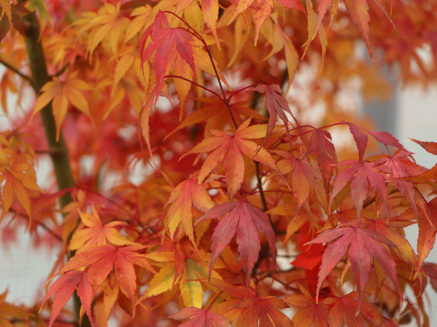 Fächer-Ahorn 'Katsura' - Acer palmatum 'Katsura'