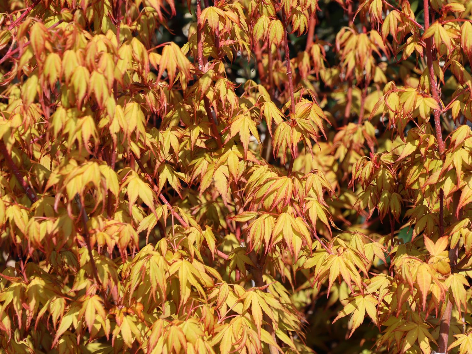Fächer-Ahorn 'Katsura' - Acer palmatum 'Katsura'