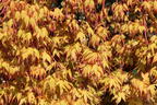 Fächer-Ahorn 'Katsura' - Acer palmatum 'Katsura'