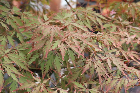 Fächer-Ahorn 'Royal Garnet' - Acer palmatum 'Royal Garnet'