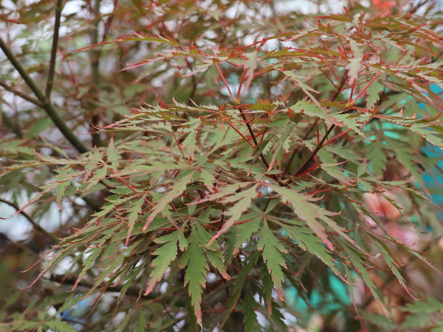 Fächer-Ahorn 'Royal Garnet' - Acer palmatum 'Royal Garnet'